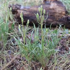 Attēlu rezultāti vaicājumam “Scorzonera humilis leaf”