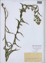 Attēlu rezultāti vaicājumam “Achillea salicifolia”