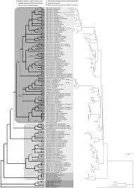 Attēlu rezultāti vaicājumam “Atrichum flavisetum sporophyte”