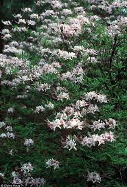 Attēlu rezultāti vaicājumam “Rhododendron periclymenoides flower”