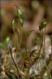 Attēlu rezultāti vaicājumam “| Dicranella”