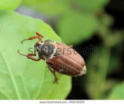 Attēlu rezultāti vaicājumam “Melolontha melolontha imago”