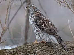 Image result for Goshawks G C