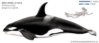 Image result for Orcinus orca