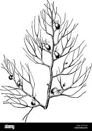 Attēlu rezultāti vaicājumam “Utricularia x neglecta bud”