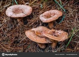 Attēlu rezultāti vaicājumam “Lactarius deliciosus”