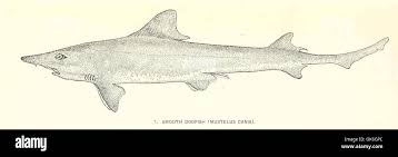 Image result for Mustelus canis