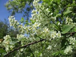 Attēlu rezultāti vaicājumam “Prunus padus var. roseiflora flower”