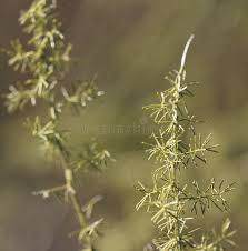 Attēlu rezultāti vaicājumam “Asparagus officinalis leaf”