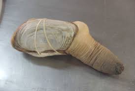 Image result for geoduck