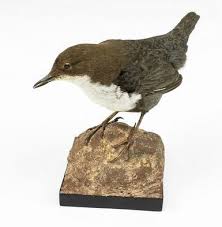 Attēlu rezultāti vaicājumam “Cinclus cinclus”