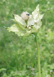 Attēlu rezultāti vaicājumam “Cirsium oleraceum”