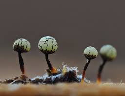 Attēlu rezultāti vaicājumam “Cribraria vulgaris macro”