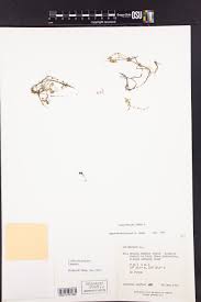 Attēlu rezultāti vaicājumam “Callitriche verna”