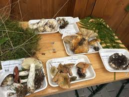 Attēlu rezultāti vaicājumam “Lactarius lygniotus”