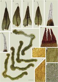 Attēlu rezultāti vaicājumam “Schistidium robustum sporophyte”