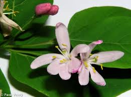 Attēlu rezultāti vaicājumam “Lonicera tatarica leaf”