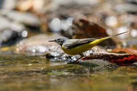 Attēlu rezultāti vaicājumam “Motacilla cinerea”