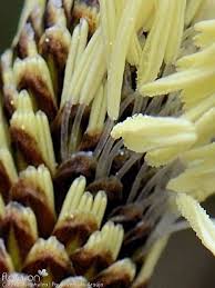 Attēlu rezultāti vaicājumam “Carex caryophyllea fruit”