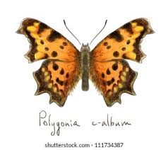 Attēlu rezultāti vaicājumam “Polygonia c-album”