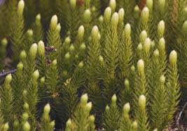 Attēlu rezultāti vaicājumam “Lycopodium dubium”