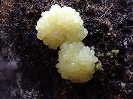 Attēlu rezultāti vaicājumam “Stemonitis flavogenita stalked”