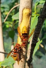 Attēlu rezultāti vaicājumam “Vespa crabro”