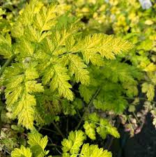 Attēlu rezultāti vaicājumam “Anthriscus sylvestris leaf”