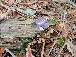 Attēlu rezultāti vaicājumam “Nectriopsis violacea”