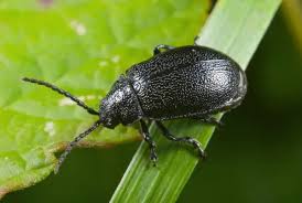 Attēlu rezultāti vaicājumam “Galeruca tanaceti”