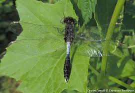 Attēlu rezultāti vaicājumam “Leucorrhinia caudalis male”