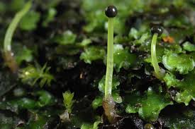 Attēlu rezultāti vaicājumam “Pellia epiphylla”