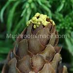 Attēlu rezultāti vaicājumam “Physarum virescens spores”