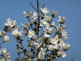 Attēlu rezultāti vaicājumam “Magnolia kobus flower”