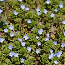 Attēlu rezultāti vaicājumam “Veronica persica leaf”