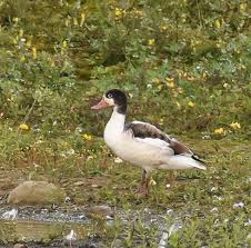 Attēlu rezultāti vaicājumam “Tadorna tadorna juvenile”