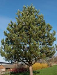 Attēlu rezultāti vaicājumam “Pinus nigra”