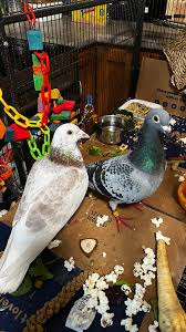 Image result for Meridian Racing Pigeon Lofts