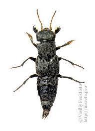 Attēlu rezultāti vaicājumam “Ontholestes murinus”