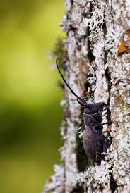 Attēlu rezultāti vaicājumam “Lamia textor”