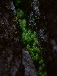 Attēlu rezultāti vaicājumam “Pohlia cruda”