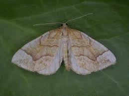 Attēlu rezultāti vaicājumam “Eulithis mellinata”