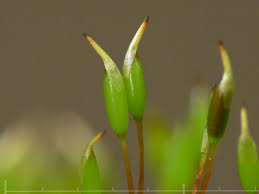 Attēlu rezultāti vaicājumam “Hypnum cupressiforme sporophyte”