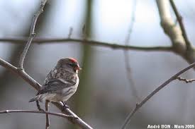 Attēlu rezultāti vaicājumam “Carduelis flammea female”