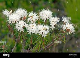 Attēlu rezultāti vaicājumam “Ledum palustre flower”