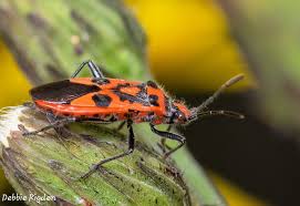 Attēlu rezultāti vaicājumam “Corizus hyoscyami imago”