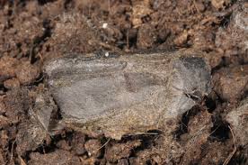 Attēlu rezultāti vaicājumam “Craniophora ligustri larva”