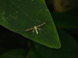 Attēlu rezultāti vaicājumam “Cnaemidophorus rhododactyla”