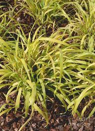 Attēlu rezultāti vaicājumam “Milium effusum”