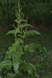 Attēlu rezultāti vaicājumam “Rumex obtusifolius fruit”